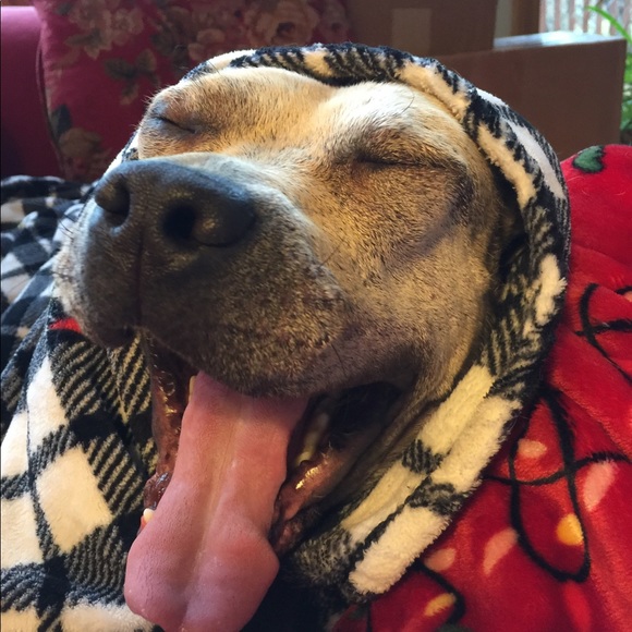 Maximus 🐾🐾🐶🐕🐾🐾 - Picture 8 of 8